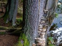 Große Pilzansammlung an Baumstamm am Kleinen Arbersee Ostufer